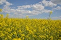 Field of yellow flowering oilseed isolated on a cloudy blue sky in springtime (Brassica napus), Blooming canola Royalty Free Stock Photo