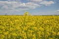 Field of yellow flowering oilseed isolated on a cloudy blue sky in springtime (Brassica napus), Blooming canola Royalty Free Stock Photo