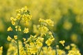 Field of yellow flowering oilseed Royalty Free Stock Photo