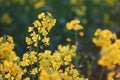 Field of yellow flowering oilseed Royalty Free Stock Photo