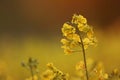 Field of yellow flowering oilseed Royalty Free Stock Photo