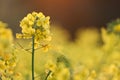 Field of yellow flowering oilseed Royalty Free Stock Photo