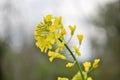 Field of yellow flowering oilseed in spring time Brassica napus. Close up of blooming canola, rapeseed plant landscape Royalty Free Stock Photo