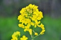 Field of yellow flowering oilseed in spring time Brassica napus. Close up of blooming canola, rapeseed plant landscape