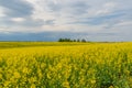 Field of yellow flowering rapeseed on a background of storm clouds Royalty Free Stock Photo