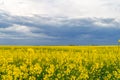 Field of yellow flowering rapeseed on a background of storm clouds Royalty Free Stock Photo