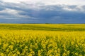 Field of yellow flowering rapeseed on a background of storm clouds Royalty Free Stock Photo