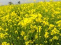 field of yellow flowers. Beautiful mustard flowers landscape. Yellow flowers landscape. Royalty Free Stock Photo