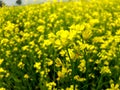 field of yellow flowers. Beautiful mustard flowers landscape. Yellow flowers landscape. Royalty Free Stock Photo