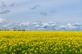 Field of yellow flowers below stormy sky and grain elevator and bins Royalty Free Stock Photo