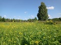 Field with yellow flowers, big tree, grass, meadow, forest, trees, clear sky, summer landscape, sunny day Royalty Free Stock Photo