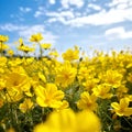 A field of yellow flowers with blue sky for background and copy space for text. Royalty Free Stock Photo