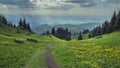 field of yellow flowers among coniferous forest in spring in the mountains Royalty Free Stock Photo