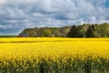 Field of yellow flowers in Denmark Royalty Free Stock Photo