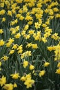Field of yellow daffodils Royalty Free Stock Photo