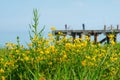 Field of yellow flowers