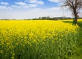 Field of Yellow Flowers Royalty Free Stock Photo