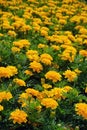 Field yellow flowers in garden