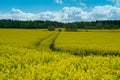 Field of yellow flowers, oil seed rape Royalty Free Stock Photo
