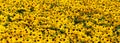 Field of yellow flowers of orange coneflower also called rudbeckia Royalty Free Stock Photo
