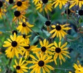 Field of yellow flowers of orange coneflower also called rudbeckia, perennial black-eyed susan Royalty Free Stock Photo