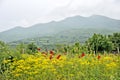 A field of yellow flowers and red flowers