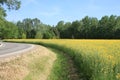 Field with yellow flowers and road
