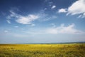 the field of yellow flowers with some very tall clouds in the sky Royalty Free Stock Photo