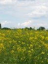 Field of yellow flowers during spring before harvest at farm
