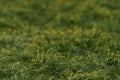 Field of yellow gagea closeup