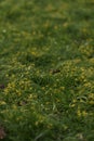 Field of yellow gagea closeup