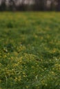 Field of yellow gagea closeup