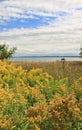 Field of Yellow Goldenrod and Lake