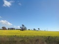 Field of yellow linseed flowers.