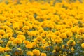 Field of yellow marigold flowers Royalty Free Stock Photo