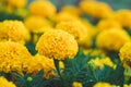 Field of yellow marigolds, bright flowers in the garden. Floral wallpaper, nature background. Tagetes erecta, African calendula Royalty Free Stock Photo