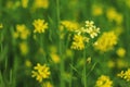 Field of yellow mustard seed flowers Royalty Free Stock Photo