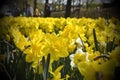 Field of yellow narcis flowers Royalty Free Stock Photo