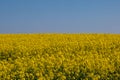 A field of yellow oilseed rape crops on a sunny spring day Royalty Free Stock Photo