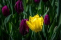 Yellow tulip among a sea of purple tulips.