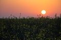 Field of yellow rape, colza flowers in sunrise light