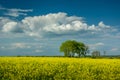 Field of yellow rape, green trees and white clouds on sky