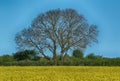 Field of Yellow Seed Oil Flowers Royalty Free Stock Photo