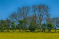 Field of Yellow Seed Oil Flowers Royalty Free Stock Photo