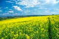 Field of yellow rapeseed against the blue sky