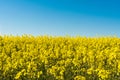 Field of yellow rapeseed against the blue sky, spring clear sunny day Royalty Free Stock Photo