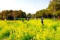 A field of yellow rapeseed flowers