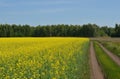 Field of yellow rapeseed flowers, country road, green trees forest and blue sky Royalty Free Stock Photo