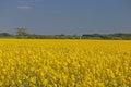 A field of yellow rapeseed flowers