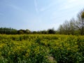 A field of yellow rapeseed flowers Royalty Free Stock Photo